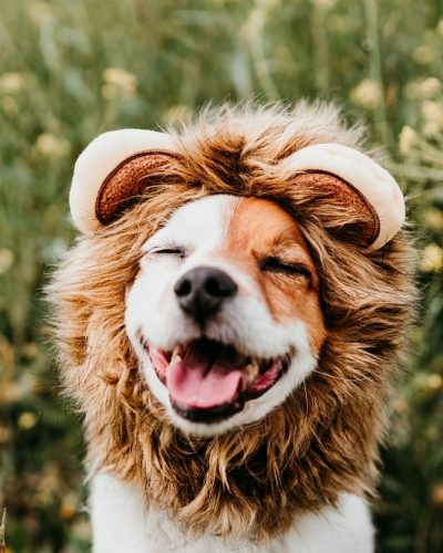 cute-jack-russell-dog-wearing-lion-costume-on-head-2022-02-01-21-17-46-utc-min.jpg